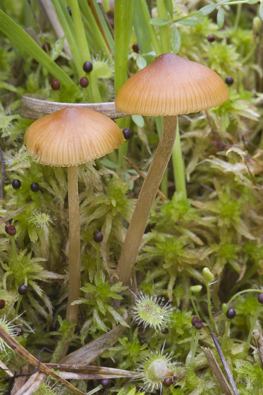 Galerina hybrida